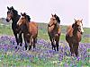 More info about 7art Graceful Horses Screen Saver