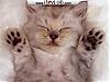 More info about Adorable Cats Screen Saver