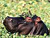 More info about African Wildlife Free Screen Saver