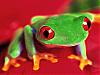 More info about Amusing Frogs Free Screen Saver