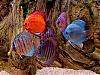 More info about Aquarium Fishes Free Screen Saver