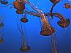 More info about Aquatic Giants Free Screen Saver
