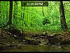 More info about Big Tree Screen Saver