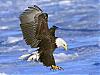 More info about Birds of Prey Free Screen Saver