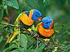 More info about Bright Birds Free Screen Saver