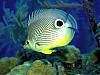 More info about Bright Fishes Free Screen Saver