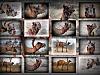 More info about Calm Camels screensaver
