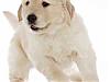 More info about Cute Dog Screen Saver!