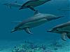 More info about Dolphins 3D Screen Saver