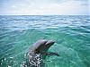 More info about Dolphins Underwater Screen Saver