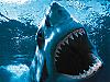 More info about Dreadful Sharks Free Screen Saver