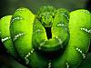 More info about Elegant Snakes Free Screen Saver