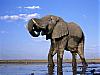 More info about Elephants Free Screen Saver
