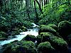 More info about Forest Creeks Free Screen Saver