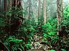 More info about Free Green Forest Screen Saver