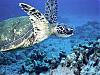More info about Free Underwater World Screen Saver