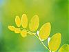 More info about Green Foliage Free Screen Saver