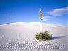 More info about Hot Deserts Free Screen Saver