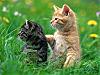 More info about Kittens Free Screen Saver