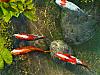 More info about Koi Fish 3D Screen Saver