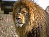 More info about Lions Free Screen Saver