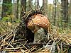Download Manifold Mushrooms Free Screen Saver