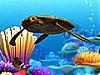 Download Marine Life 3D Screen Saver