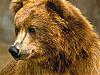 Download Mighty Bears Free Screen Saver
