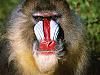 Download Monkeys Free Screen Saver
