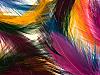More info about Nice Feathers Free Screen Saver