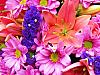 More info about Nice Flowers Free Screen Saver