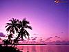 More info about Oasis of Palms Screen Saver