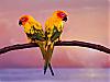 Download Parrots Free Screen Saver