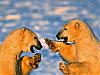Download Polar Bears Free Screen Saver