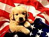 Download Puppies Free Screen Saver