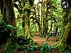 More info about Rainy Forest