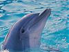 More info about Smart Dolphins Free Screen Saver