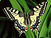 More info about Splendid Butterflies Free Screen Saver