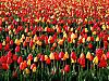 More info about Spring Bloom Free Screen Saver