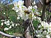 More info about Spring Flourish Free Screen Saver