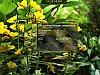 More info about Summer Flowers