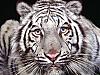 More info about Tigers Free Screen Saver