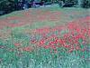 Download Umbrian Scenes 1 Screen Saver
