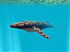 Download Underwater World 3D Screen Saver