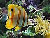 Download Underwater World Free Screen Saver