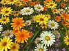 More info about Wildflowers 3D Screen Saver