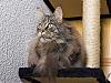 More info about Winsome Cats Free Screen Saver