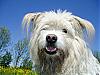 More info about Winsome Dogs Free Screen Saver
