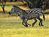 More info about Zebras Free Screen Saver